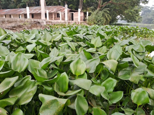 আবারও টগরে ভরে গেছে রায়েন্দা খাল